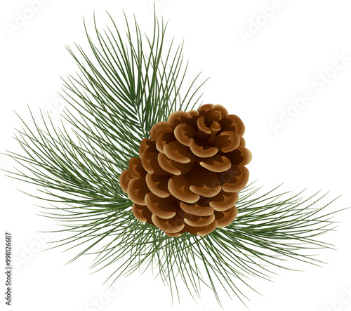 Christmas tree with cones. Botanical illustration of Christmas tree branch for postcard design, invitation template, holiday cards, greetings. Forest pine branches with cones. vector. Eps 10.