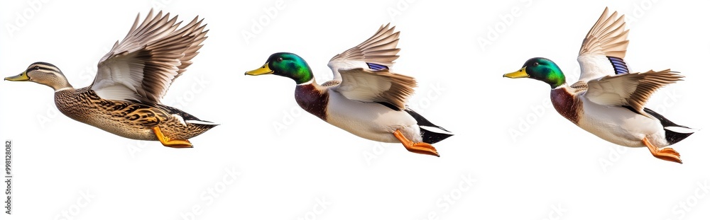 duck isolated on white background duck isolated on white background