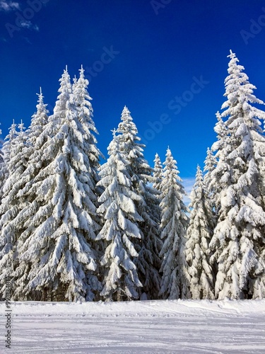 Tableau sur toile Alberi ricoperti di neve