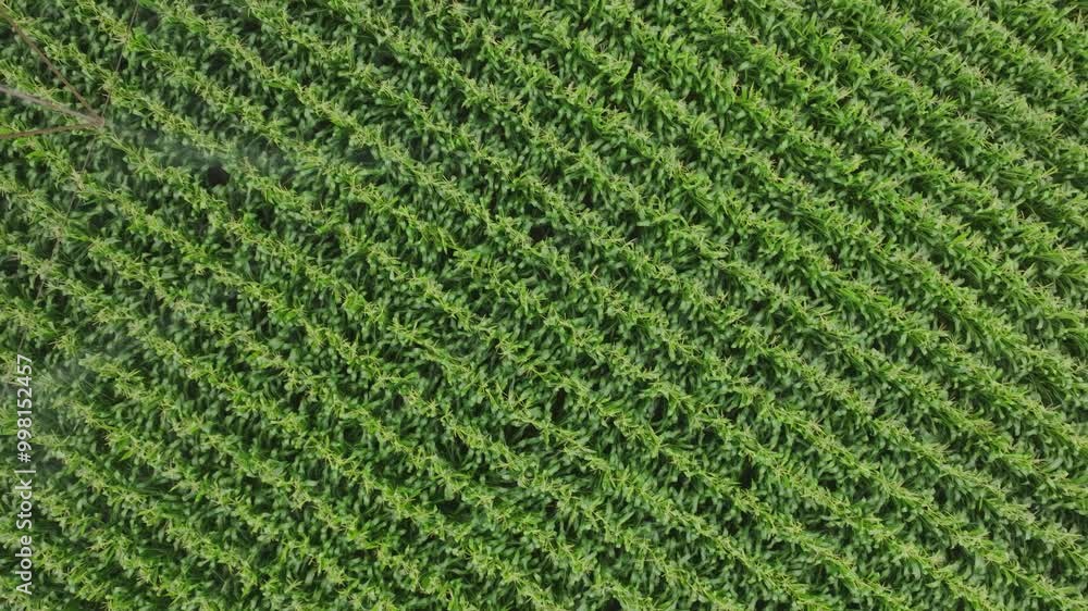 Top shot of long textured soybean field installed with Pivot irrigation. Drone view. Top shot of long textured soybean field installed with Pivot irrigation. Drone view.