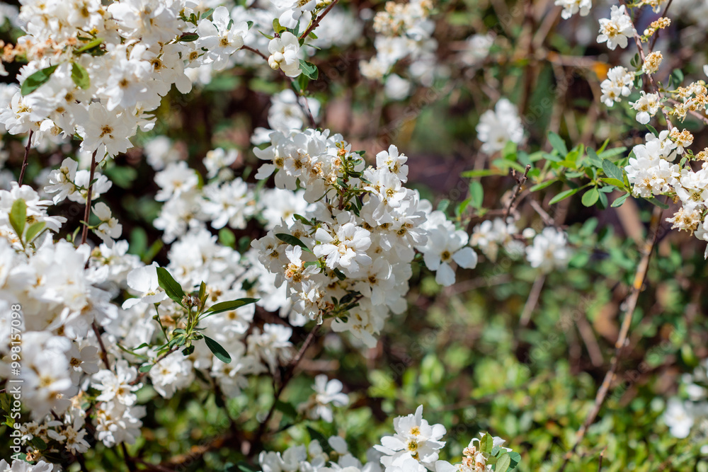 apple blossom in the garden spring time - Image apple blossom in the garden spring time - Image