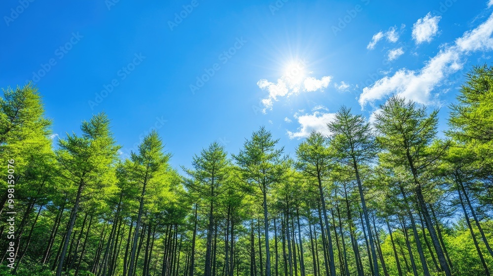 A beautiful stretch of green pine trees beneath a bright blue sky in Japan, with soft sunlight filtering through the branches, creating a peaceful forest atmosphere. A beautiful stretch of green pine trees beneath a bright blue sky in Japan, with soft sunlight filtering through the branches, creating a peaceful forest atmosphere.