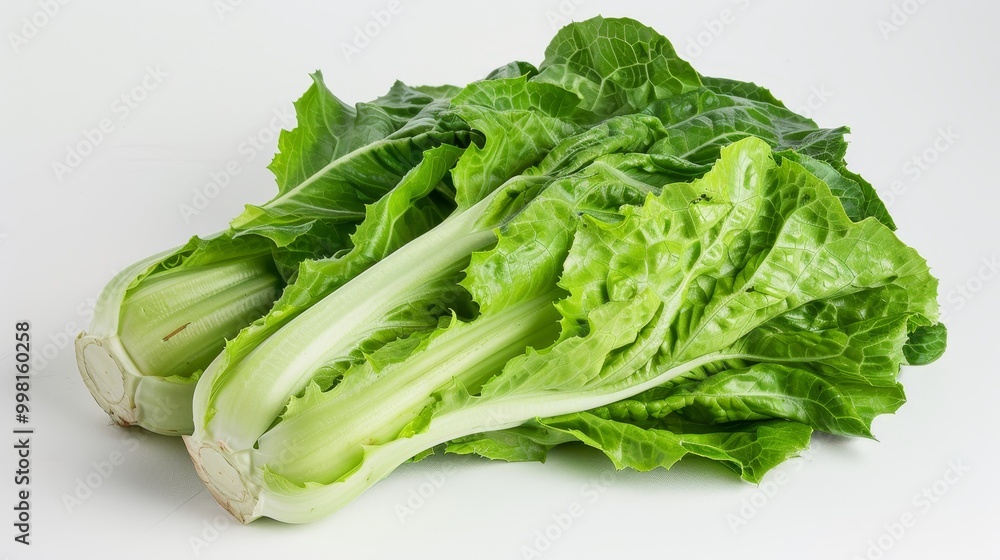 Crisp and Fresh Romaine Lettuce Close-Up on White Background Crisp and Fresh Romaine Lettuce Close-Up on White Background