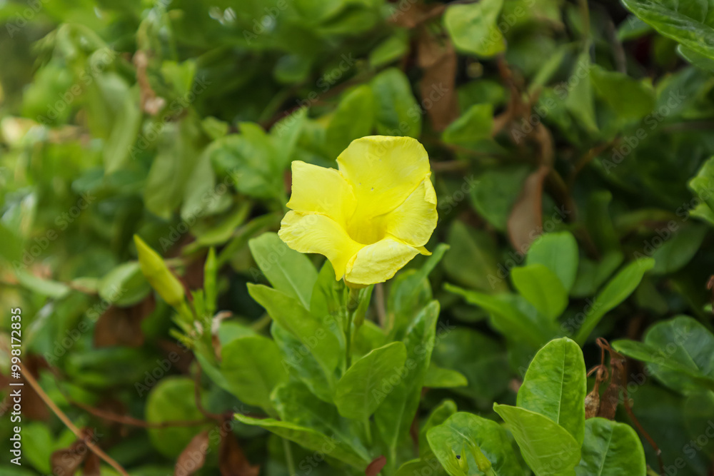 Allamanda polyantha in the garden Allamanda polyantha in the garden