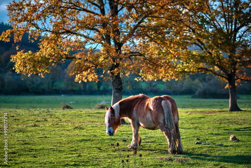 Horse grazing in an autumn field under oak trees photo