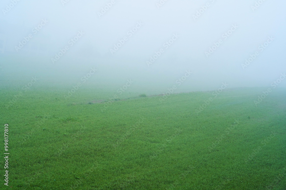 Thick morning for on green farmland field, no people Thick morning for on green farmland field, no people