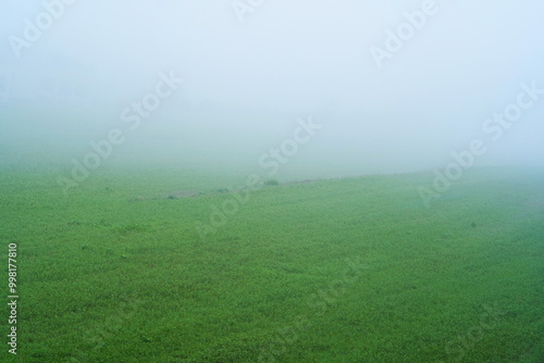 Thick morning for on green farmland field, no people