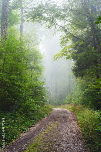 Early morning mist or fog in a green forest scene. Empty road or footpath, no people