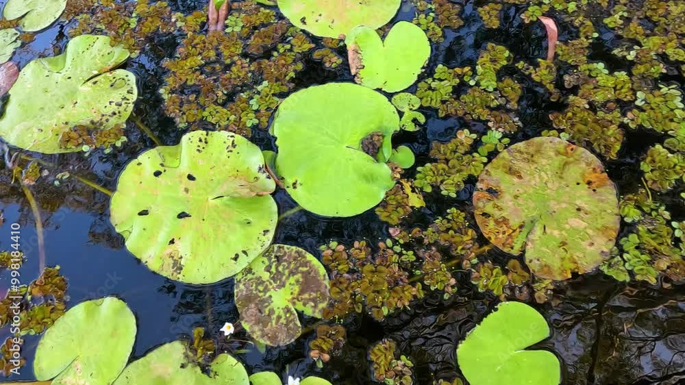 Water Lily Leaves in Botanical Garden Water Lily Leaves in Botanical Garden