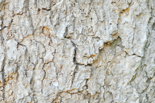 tree bark or bark , Alstonia scholaris or APOCYNACEAE or Devil Tree or White Cheesewood or Devil Bark or Black Board Tree  or trunk photo