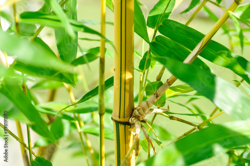 Bamboo, GRAMINEAE or POACEAE or Bambusa arundinacea Willd or Thorn Bamboo or Spiny Bamboo or Bambusa vulgaris schrad or Feathery Bamboo or Dendrocalamus strictus Nees photo