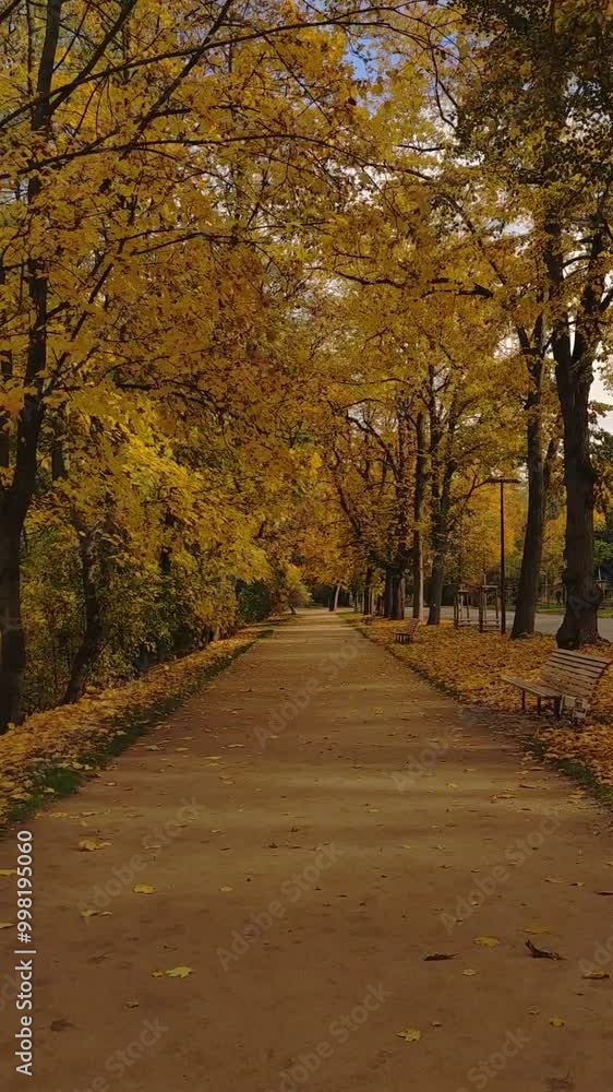 A path through a forest in autumn in a park Stromovka in Prague A path through a forest in autumn in a park Stromovka in Prague