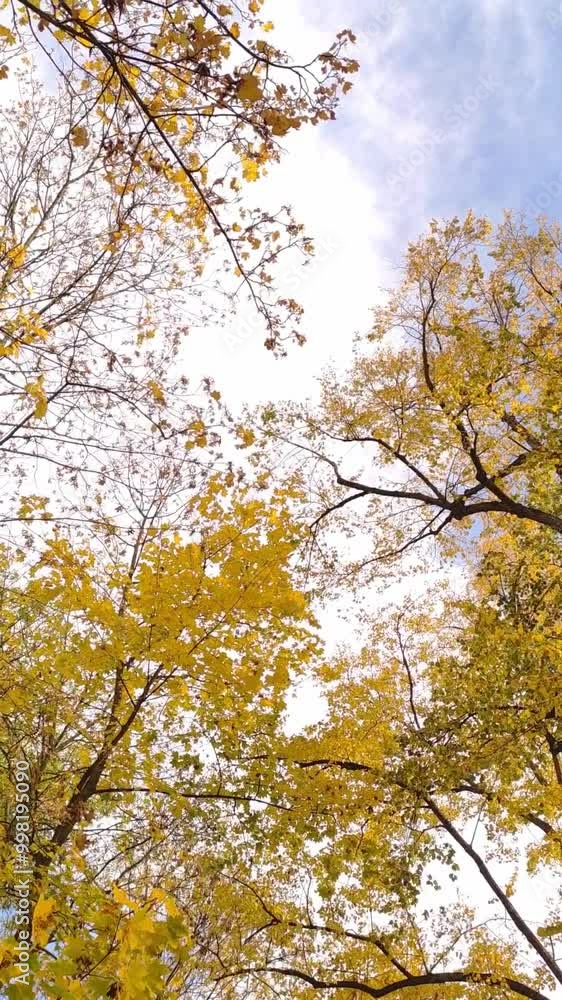 Yellow leaves on tree branches in autumn in a park Stromovka in Prague Yellow leaves on tree branches in autumn in a park Stromovka in Prague