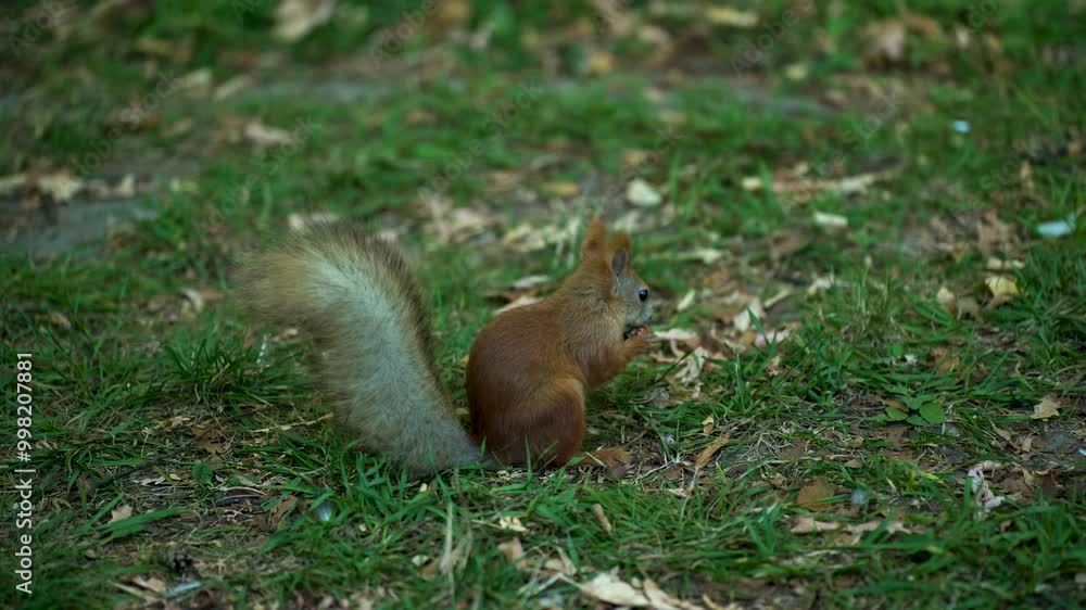 A wild squirrel in the forest gnaws on an oak acorn nut A wild squirrel in the forest gnaws on an oak acorn nut