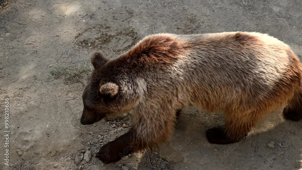 A brown bear family walks along the edge of a tranquil lake surrounded by a vibrant forest. The bears search for food in their natural habitat, enjoying the peaceful environment