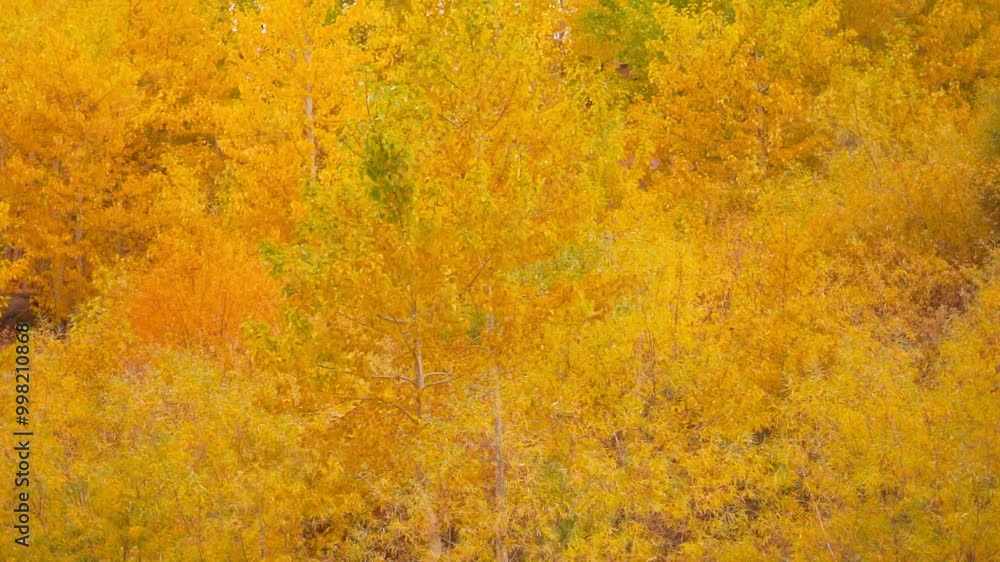 Yellow autumn trees in Zanskar, Ladakh, India. Fall season nature background. Autumn trees in the forest. Beautiful autumn yellow leaves Yellow autumn trees in Zanskar, Ladakh, India. Fall season nature background. Autumn trees in the forest. Beautiful autumn yellow leaves