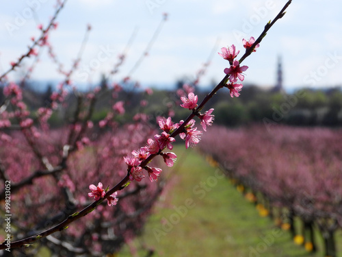 peach orchard in spring blossom in Backi Petrovac photo