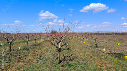 peach orchard in spring blossom in Backi Petrovac photo