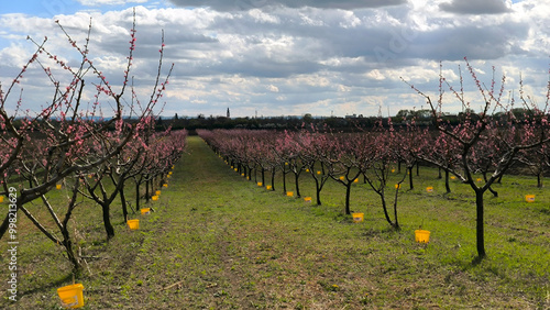 peach orchard in spring blossom in Backi Petrovac photo