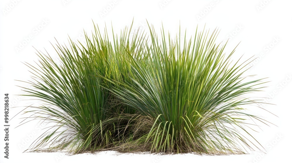 A bunch of green grass with a white background A bunch of green grass with a white background