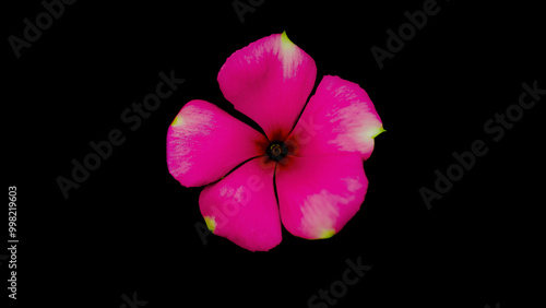 Catharanthus roseus flower with black background photo