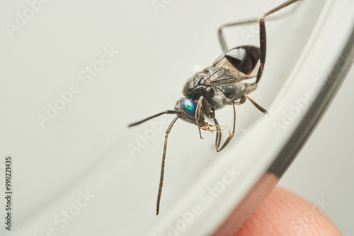 A Cockroach Parasitic Wasp on a white background Evania Appendigaster photo