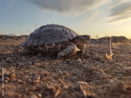 Serene Tortoise in Natural Habitat