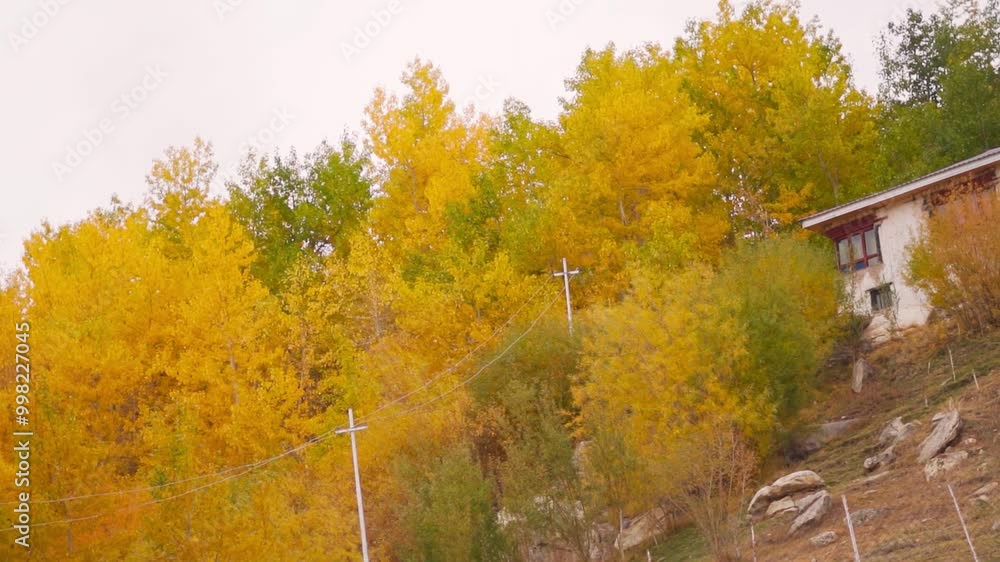 Autumn in Himalayas. Yellow autumn trees and village house in mountains during fall season at Padum, Zanskar, India. Nature landscape. Autumn in Himalayas. Yellow autumn trees and village house in mountains during fall season at Padum, Zanskar, India. Nature landscape.