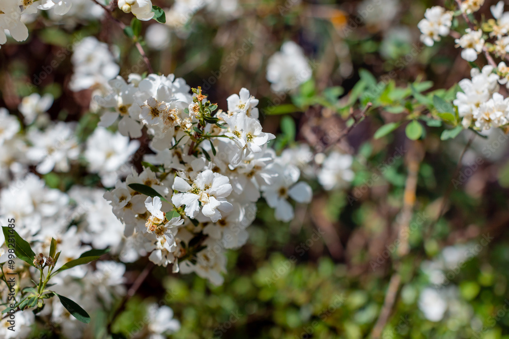 apple blossom in the garden spring time - Image apple blossom in the garden spring time - Image
