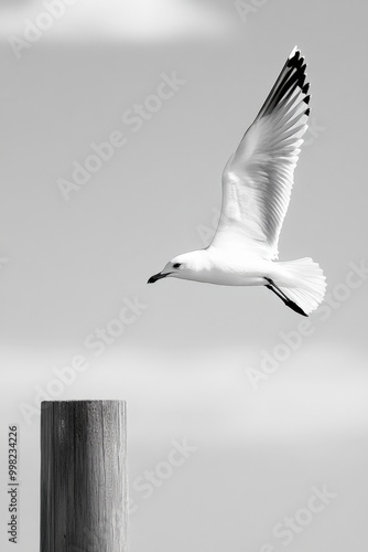 Seagull gracefully takes flight from weathered wooden post by the tranquil shoreline photo