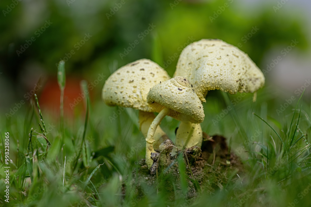 Morgan parasol mushroom (Lepiota morgana)
