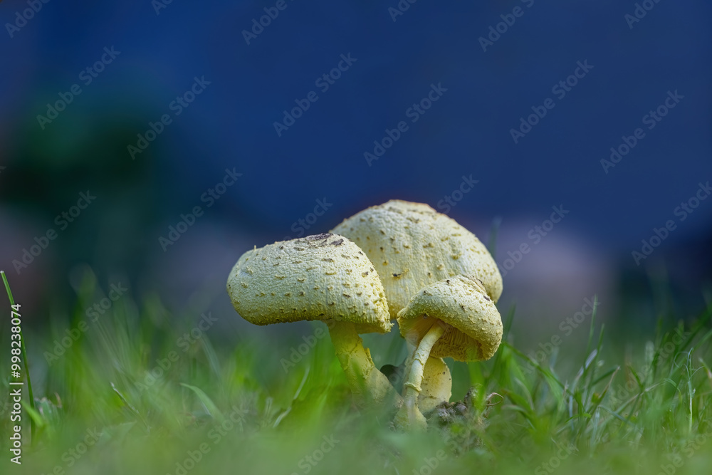 Morgan parasol mushroom (Lepiota morgana)