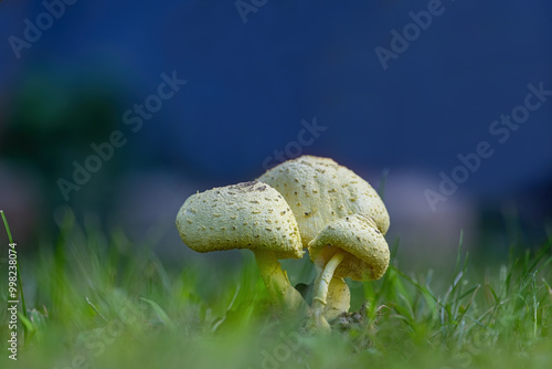 Obraz na płótnie Morgan parasol mushroom (Lepiota morgana) w salonie
