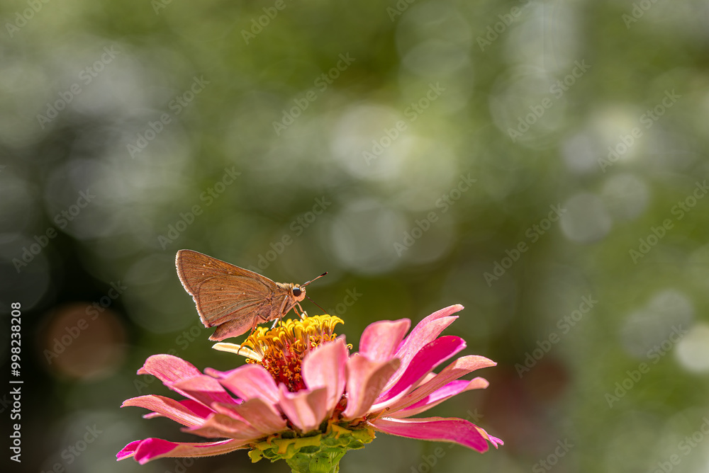 White-Freckled Black Hopper Butterfly (Pelopidas thrax)
