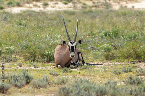 Baby of Common african antelope Gemsbok, Oryx gazella in Kalahari after rain season with green grass. Kgalagadi Transfrontier Park, South Africa wildlife safari