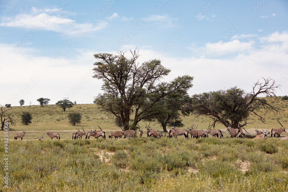 Fototapeta premium Baby of Common african antelope Gemsbok, Oryx gazella in Kalahari after rain season with green grass. Kgalagadi Transfrontier Park, South Africa wildlife safari