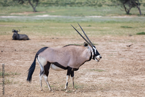 Baby of Common african antelope Gemsbok, Oryx gazella in Kalahari after rain season with green grass. Kgalagadi Transfrontier Park, South Africa wildlife safari