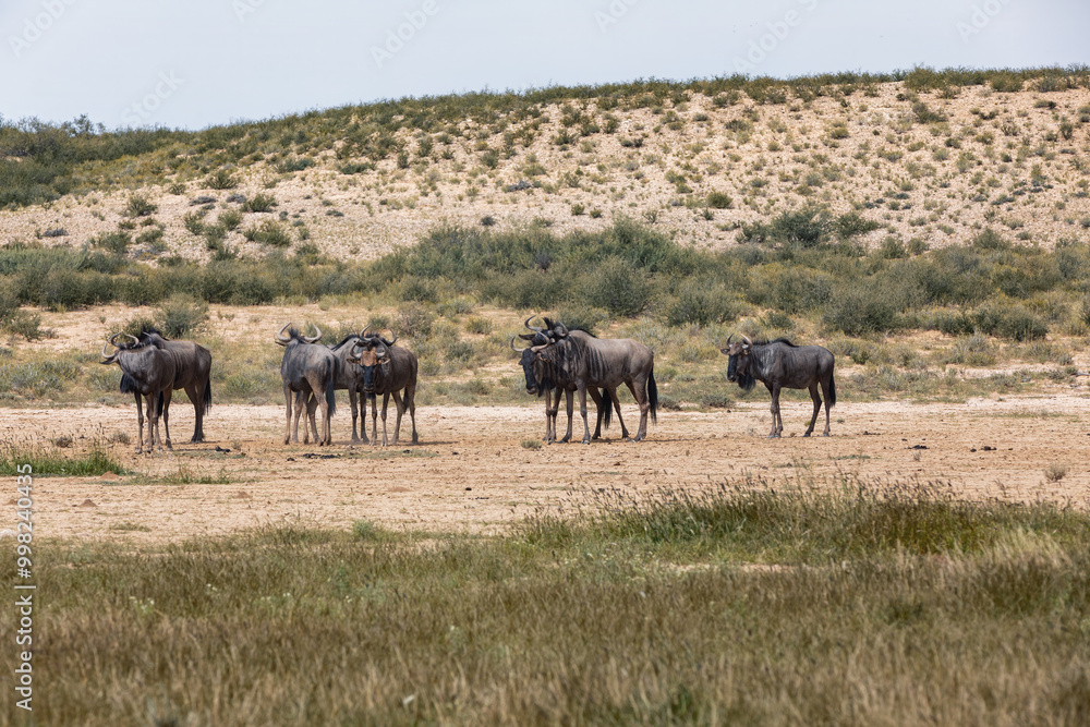 Wild animal Blue Wildebeest Gnu (Connochaetes taurinus) in Kalahari, green desert after rain season. Kgalagadi Transfrontier Park, South Africa wildlife safari Wild animal Blue Wildebeest Gnu (Connochaetes taurinus) in Kalahari, green desert after rain season. Kgalagadi Transfrontier Park, South Africa wildlife safari