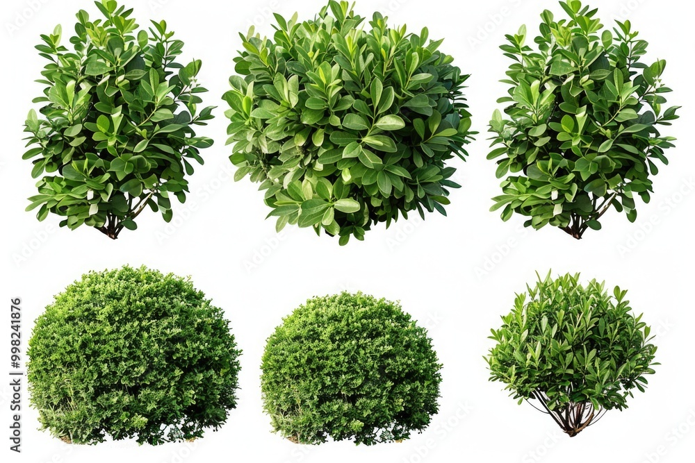 Four different tree species, outdoors Four different tree species, outdoors