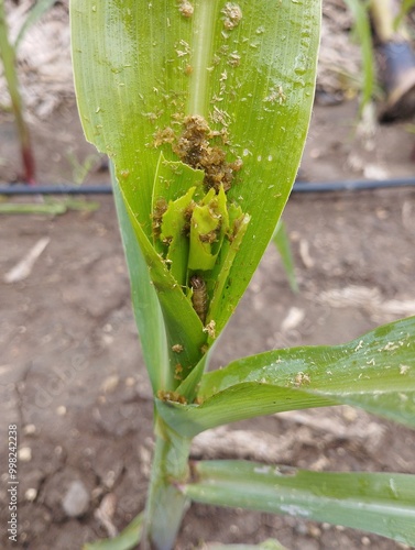 diseases affecting maize crop photo