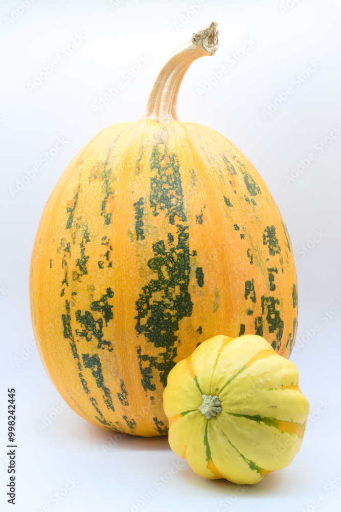 Different varieties of pumpkins on a white background