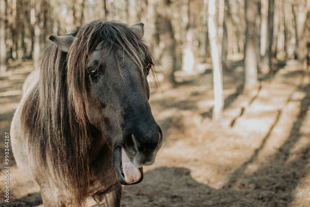 Funny portrair of Semi-wild konik polski horse in the forest at sunny spring day