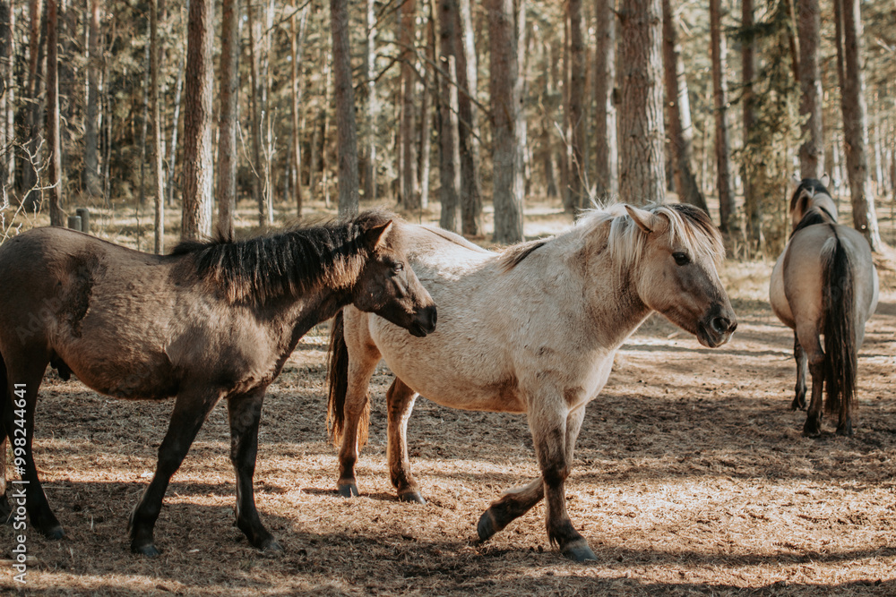 Semi-wild konik polski horses in the forest at sunny spring day Semi-wild konik polski horses in the forest at sunny spring day