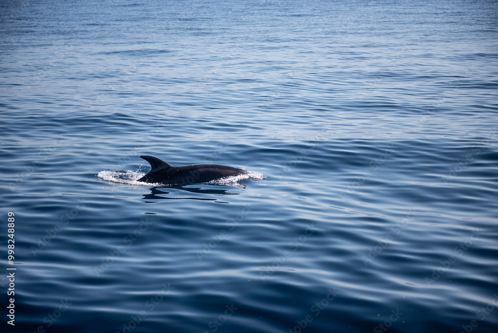 Fototapeta premium Dauphin dans l'Océan Atlantique