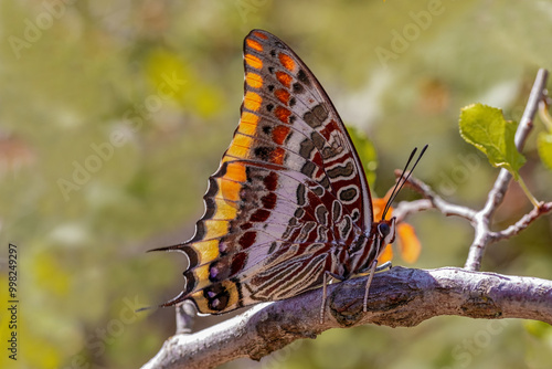 Obraz na płótnie Double-Tailed Pasha butterfly (Charaxes jasius). On the plant. Izmir - Türkiye w salonie
