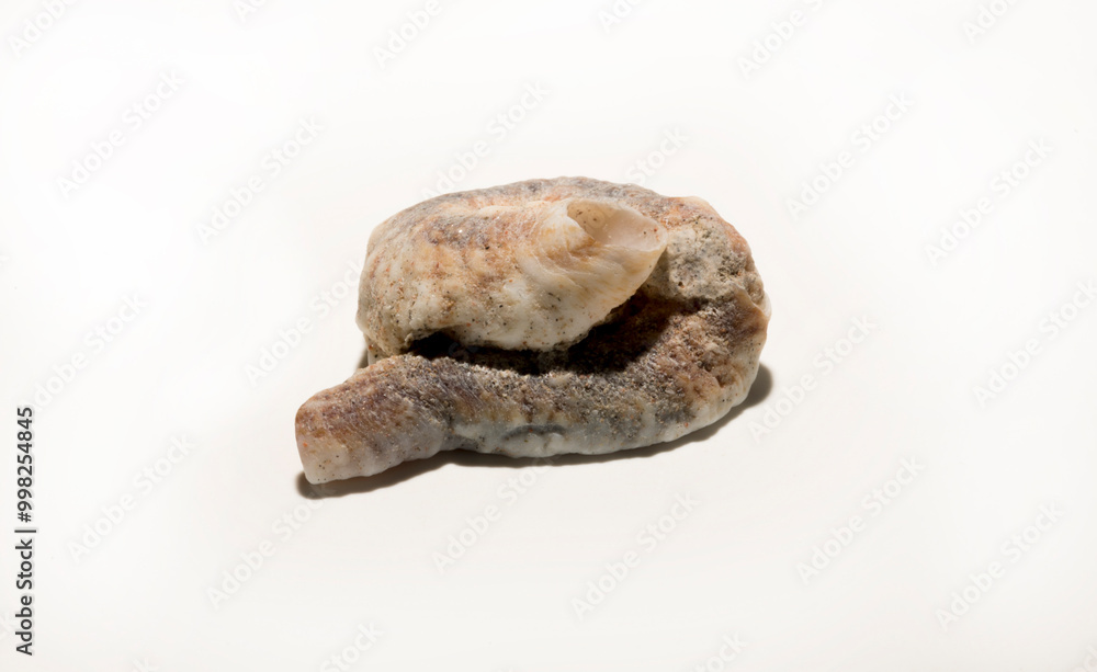 Dendropoma maximum is a species sea snail, a marine gastropod mollusk in the family Vermetidae, the worm snails or worm shells. Dendropoma maximum is a species sea snail, a marine gastropod mollusk in the family Vermetidae, the worm snails or worm shells.