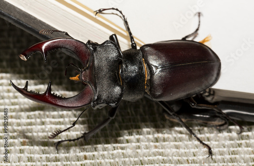 Lucanus cervus is the best-known species of stag beetle (family Lucanidae) in Western Europe. The imago is a male insect. photo