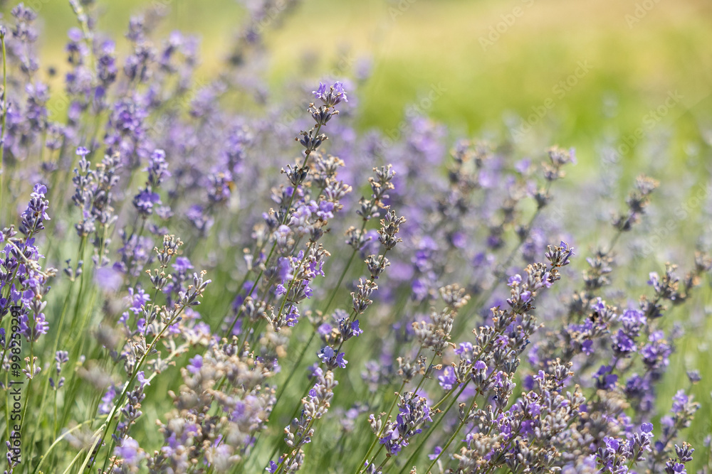 Naklejka premium Purple lavender branches in a lavender field