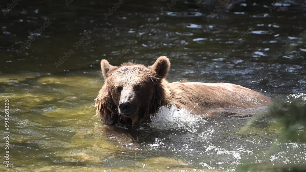 Witness a captivating moment as a brown bear family walks near a tranquil lake, showcasing their natural behavior in a vibrant forest setting Witness a captivating moment as a brown bear family walks near a tranquil lake, showcasing their natural behavior in a vibrant forest setting