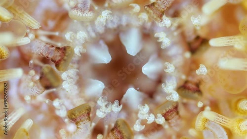 Mouthparts of sea urchin strongylocentrotus pallidus under a microscope, phylum Echinodermata. The movement of teeth that grind food is visible. White Sea photo